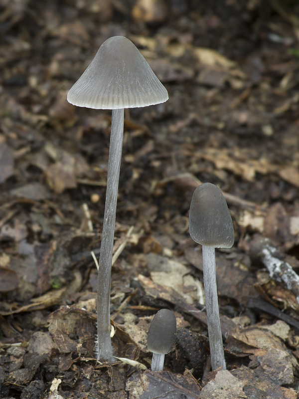 Mycena polygramma